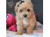 PoulaTo: Υπέροχα κουτάβια Maltipoo
